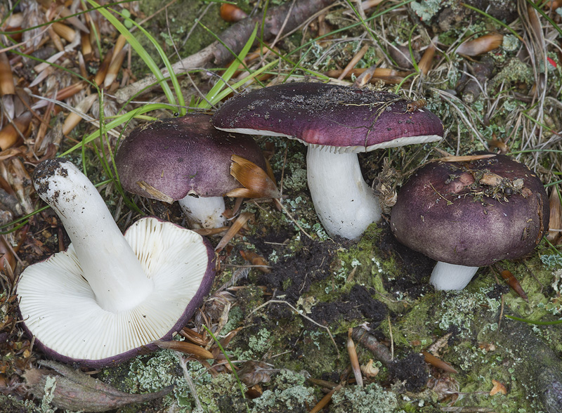 Russula brunneoviolacea